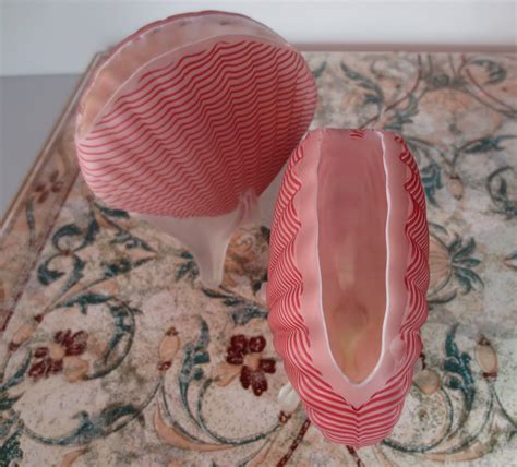 Candy Cane Striped Scallop Shells | Collectors Weekly