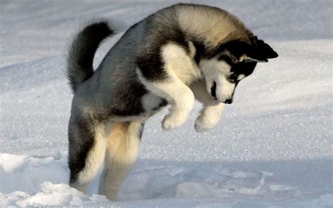 Husky Puppy Wallpapers - Wallpaper Cave