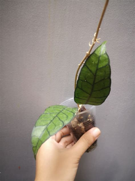Hoya kalimantan on Carousell