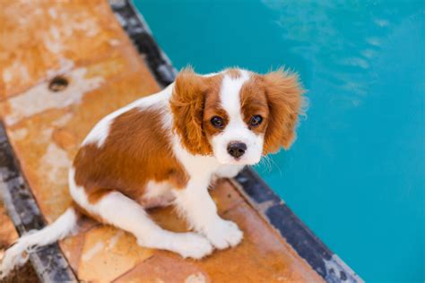 cavalier king charles spaniel dog breed information book  dog