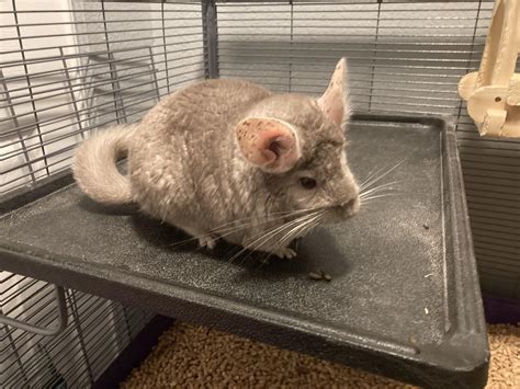 tips for chinchilla hyperactive fast 6