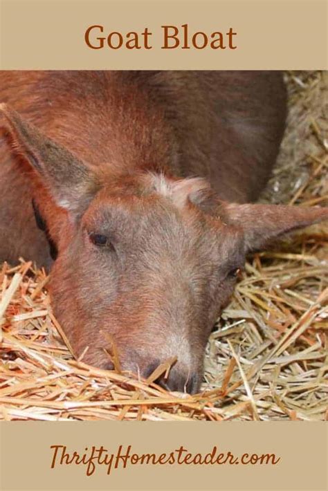 Goat Bloat