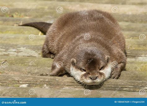 Sleeping Otter Pup Pile Royalty-Free Stock Photo | CartoonDealer.com #23182191