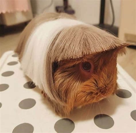 Guinea Pig Haircut Trend