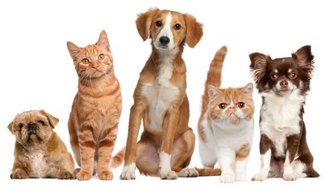 Pets