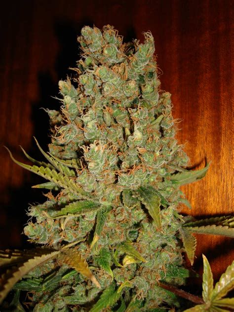 Jack Flash - strain - Sensi Seeds | Cannapedia