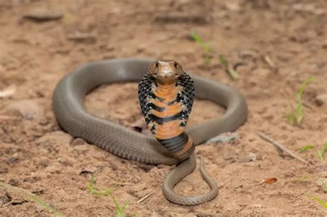 Study reveals how African cobra venom leads to severe skin damage ...