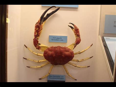 タスマニアオオガニ Pseudocarcinus gigas | ガイアノート (世界の動物・生きもの大図鑑)