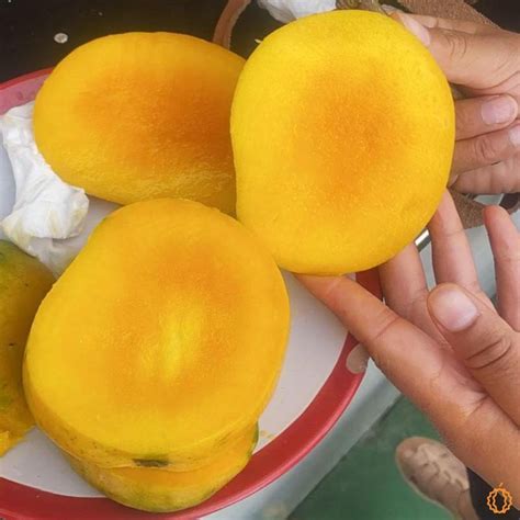 mango wild buy  jurassic fruit