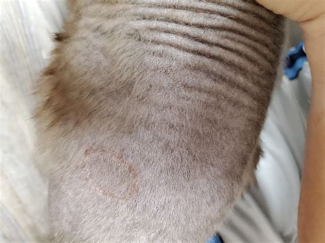 Cat Ringworm: Can You Use Athlete's Foot Cream? Prevent Licking | Petco