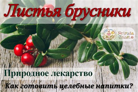 Листья брусники – готовим целебные напитки