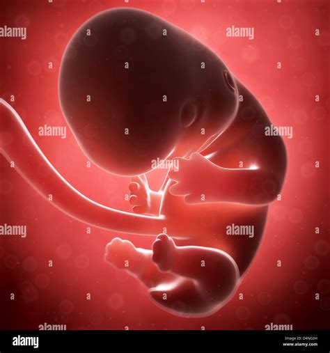 fetus model  res stock photography  images alamy