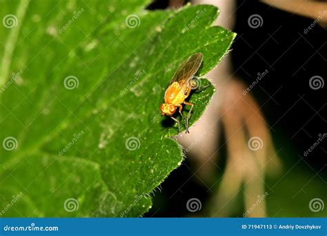 Beetles, spiders, insects stock image. Image of beetle - 71947113