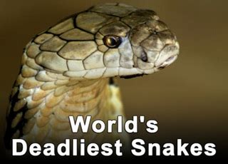 Worlds Deadliest Snakes (HD Documentary) - Cosmos Documentaries | Watch ...