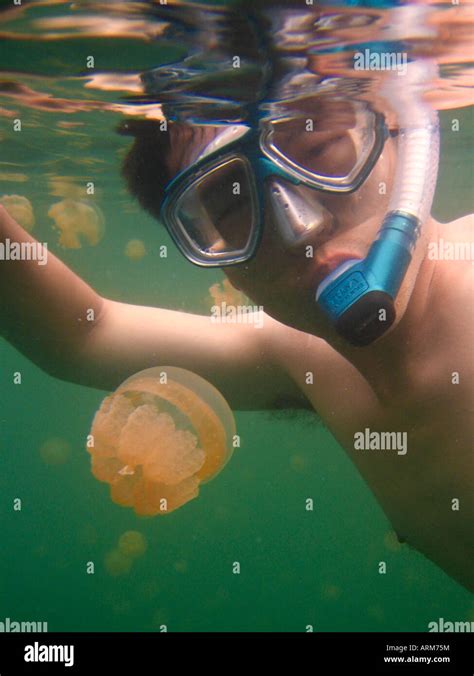 Tourist Snorkeling in Jellyfish Lake Palau Stock Photo - Alamy