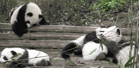 cutest panda gifs