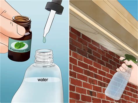 How To Get Rid Of Paper Wasps Under Deck at Frank Hamlin blog