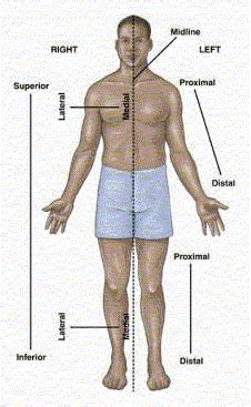 anatomical body landmark corpo umano personal trainer anatomia