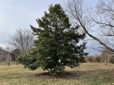 American Holly - Creasey Mahan Nature Preserve