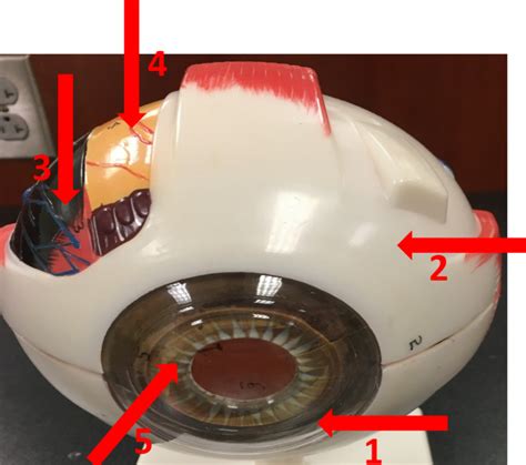 eye model  diagram quizlet