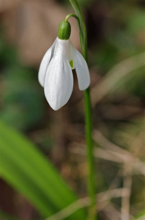 When is the season spring finally arriving for your garden? 25