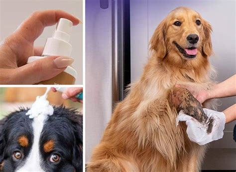 how to make your dog smell good without bathing