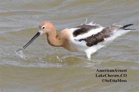 American Avocet-no identification problem with these birds
