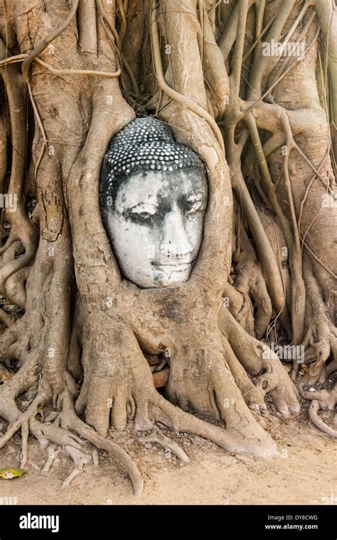 Wat Mahathat Buddha head in tree, Ayutthaya Stock Photo - Alamy