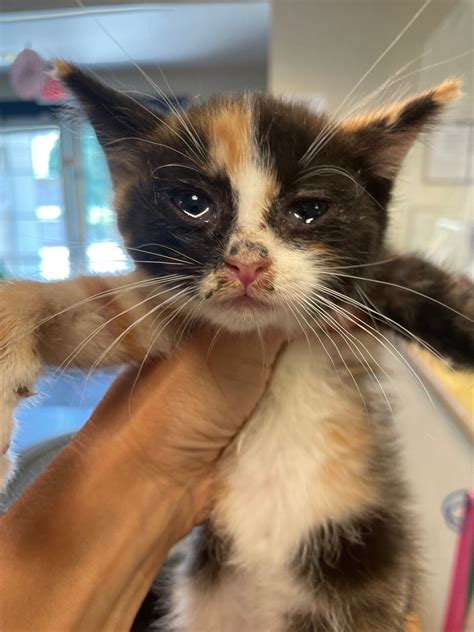 Homeward trails animal rescue is saving more pets this year 3