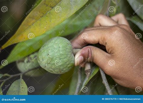 A Man& X27;s Hand Holds an Ata Fruit and the Background Leaves Blur ...