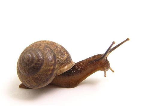 snail history   interesting facts