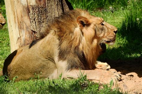 Lion Male Prague Zoo - Free photo on Pixabay - Pixabay