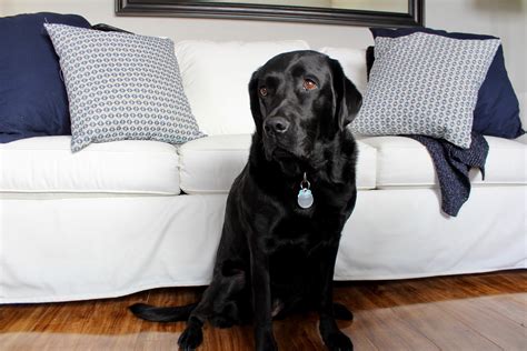 A skeptical, but patient model : r/Blacklabs