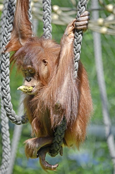 Free Images : rock, cute, wildlife, zoo, red, mammal, human, thoughtful