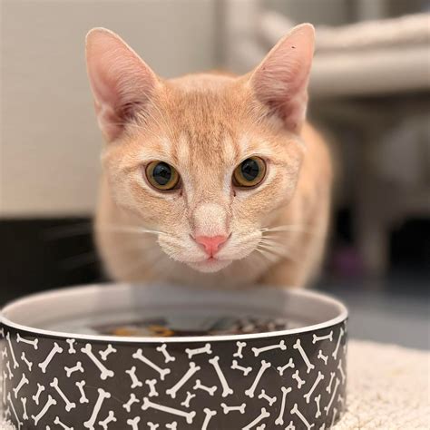 good samaritan animal clinic 3