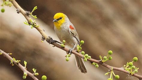 Verdin - YouTube