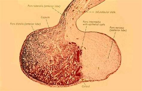 Exam 1 Endocrine Histology Flashcards | Quizlet