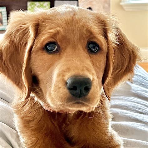 Dwarf Golden Retriever