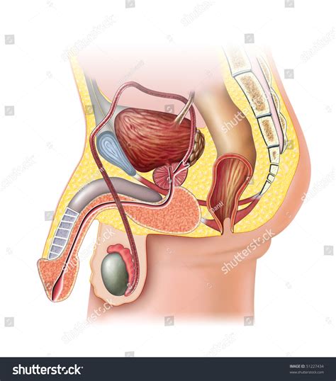 Anatomy Of The Male Reproductive System. Digital Illustration ...