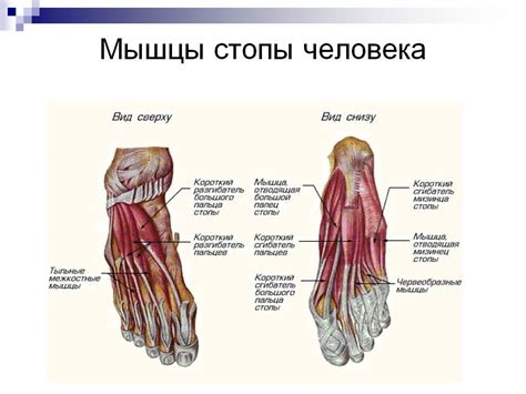 Athletic Club Arni - Анатомический атлас человека