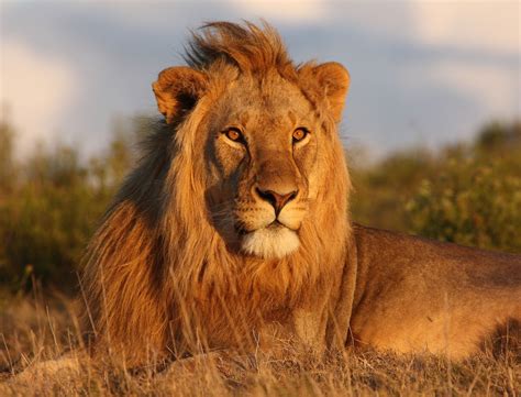 lion animal habitat  colton larson blog