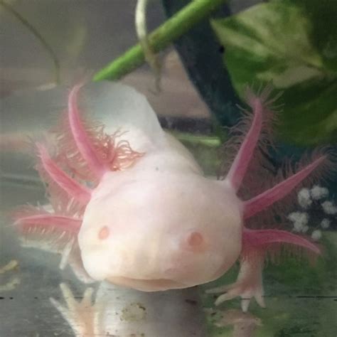 axolotl breeding – Water Critters