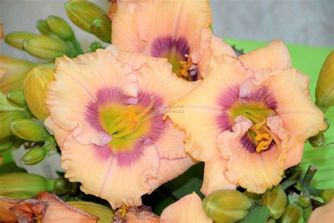 Hemerocallis EveryDaylily™ Rose® - denivka Zahradnictví Krulichovi ...