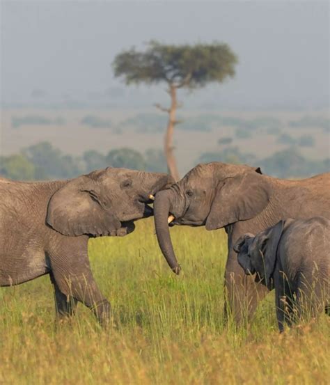 Animal Conservation | ZSL