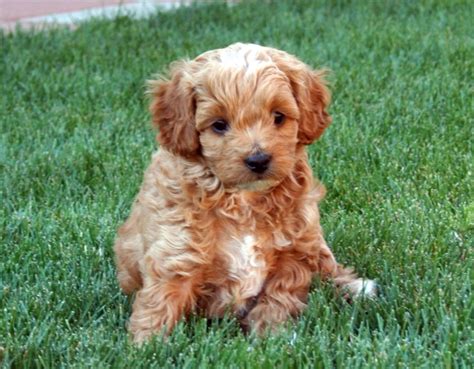 Labradoodle: A Playful and Affectionate Crossbreed