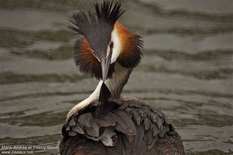 Great Crested Grebe - Facts | Profile | Call | Eggs | Size - Bird Baron