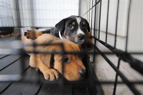 challenge  animal shelter     good earthling