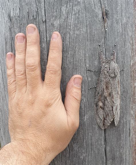 15 Truly Unique Animals That It’s Hard to Believe Actually Exist / 5 ...
