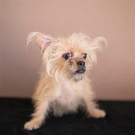 Scrappy's Pet Care And Grooming Salon | El Paso TX