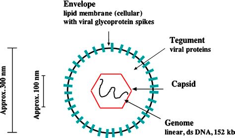 Update on herpesvirus amplicon vectors: Molecular Therapy